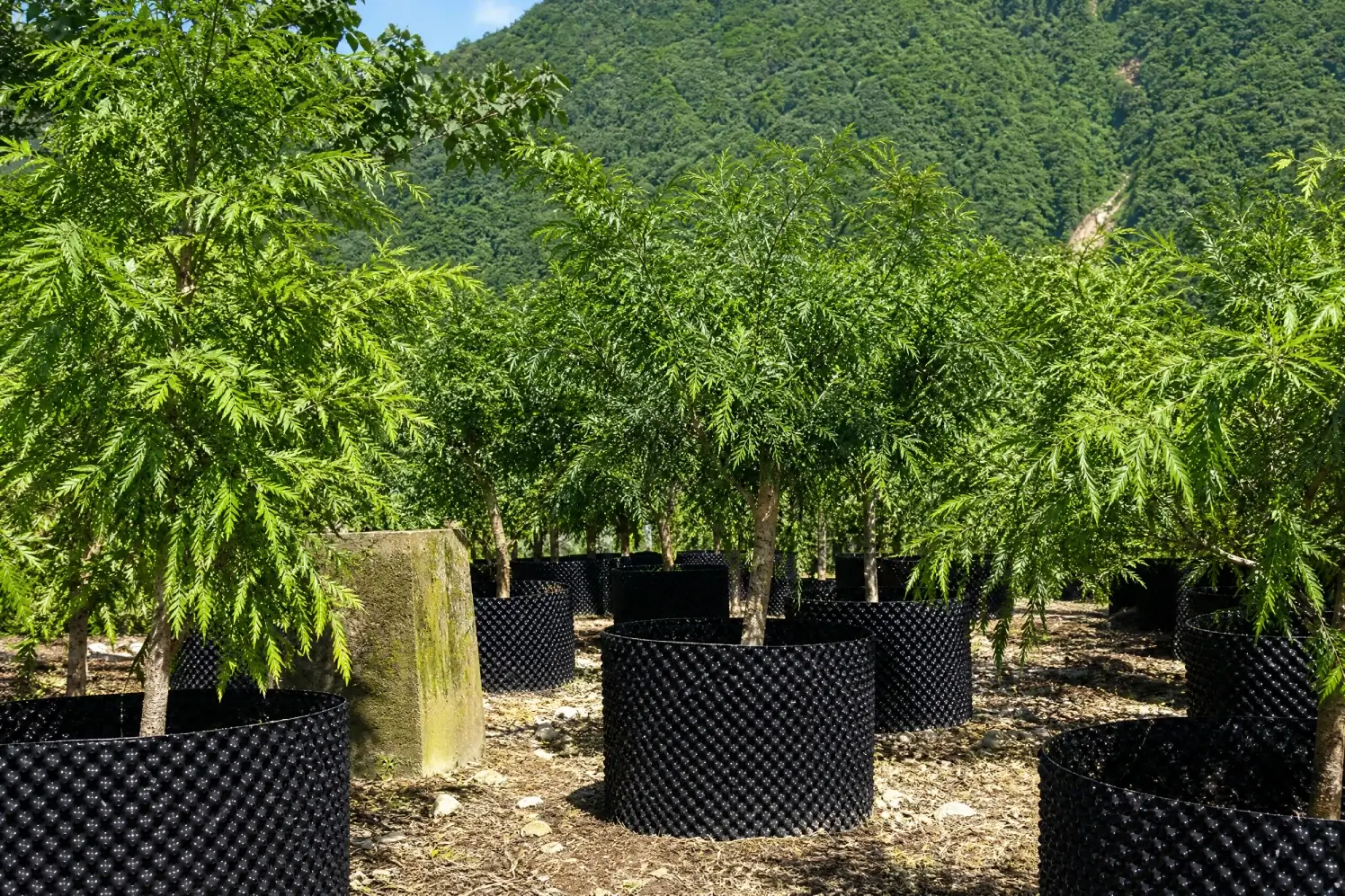 HDPE air pruning containers for fruit tree propagation in outdoor plant nursery