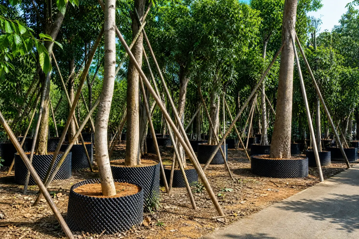 Large air pruning containers with wooden supports for landscape tree root management