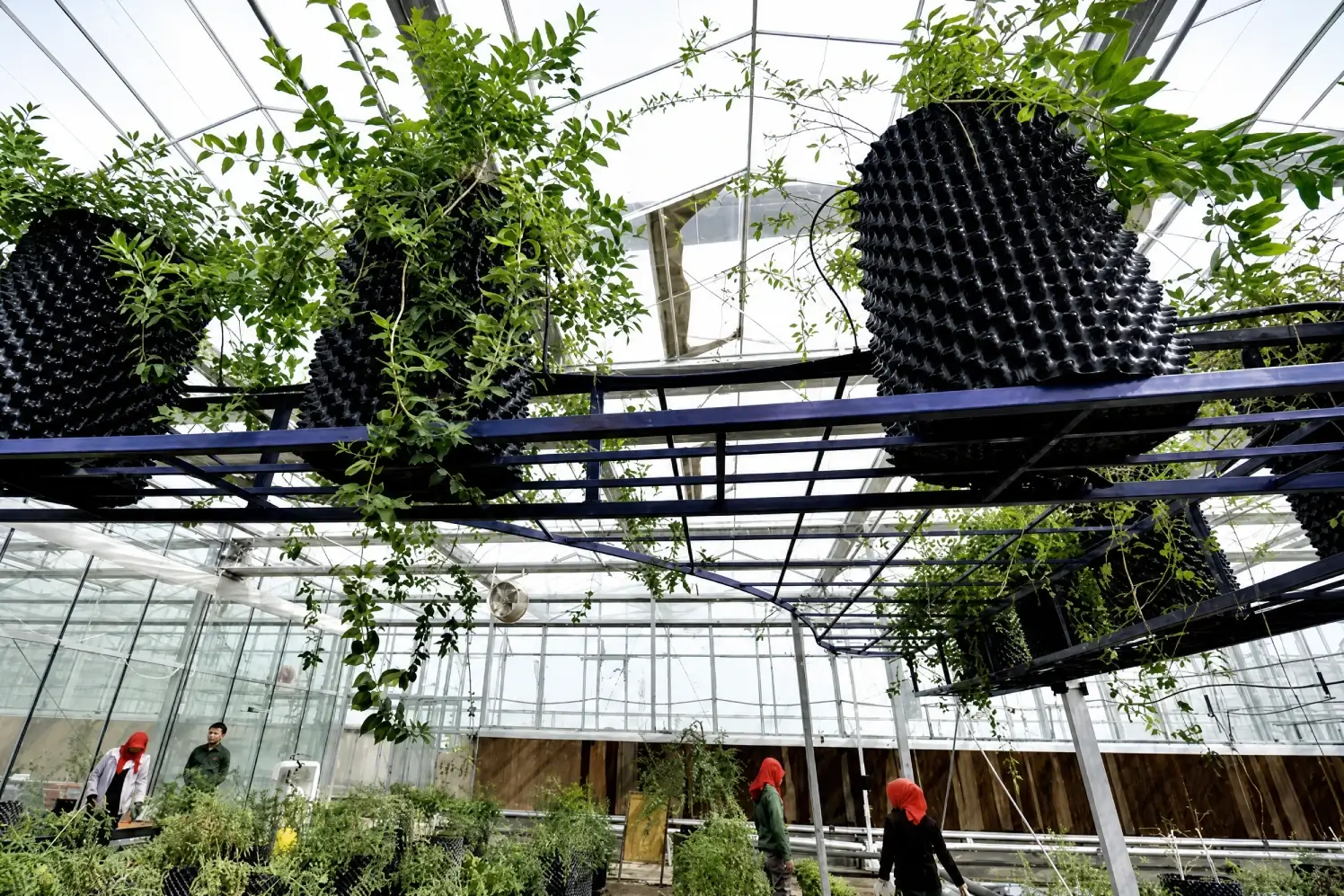Air pruning containers hanging in commercial greenhouse for flower nurseries